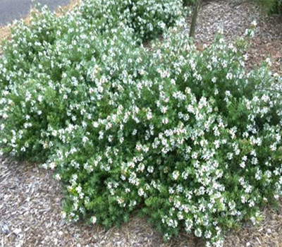 Dwarf Coast Rosemary copy