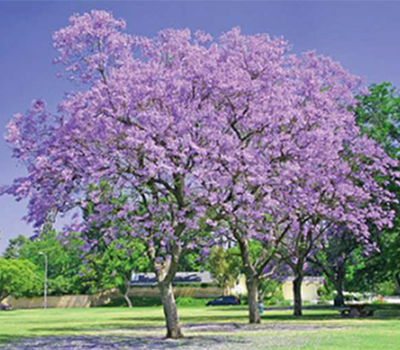 Jacaranda Tree in beautiful bright green plains