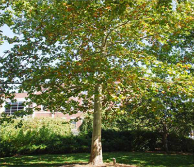 London Plane Tree full of leaves