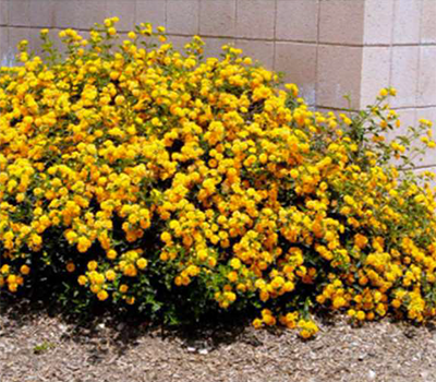 New Gold Lantana - bright yellow and short